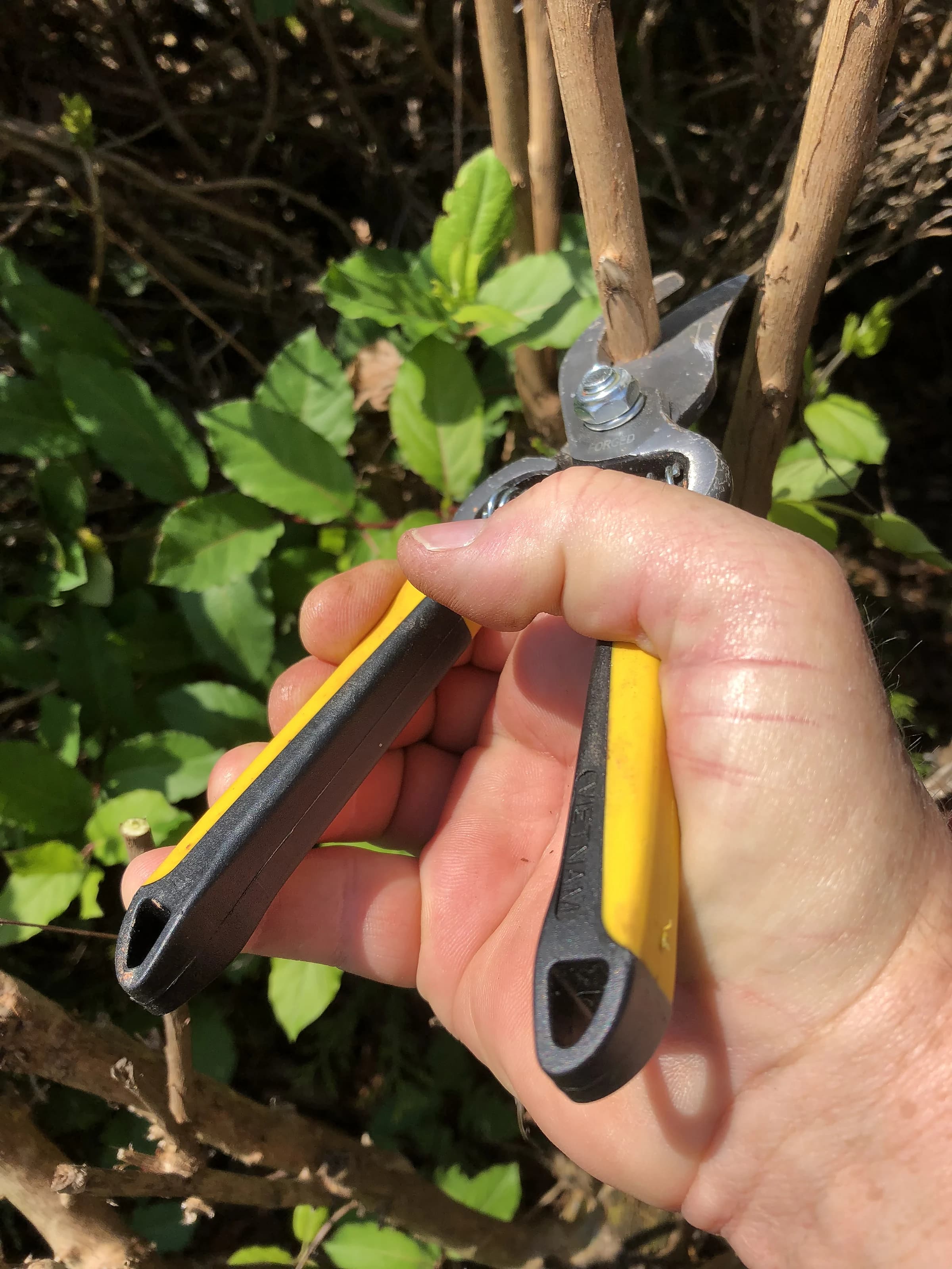A hand holding bypass pruners beside a shrub during a pruning visit
