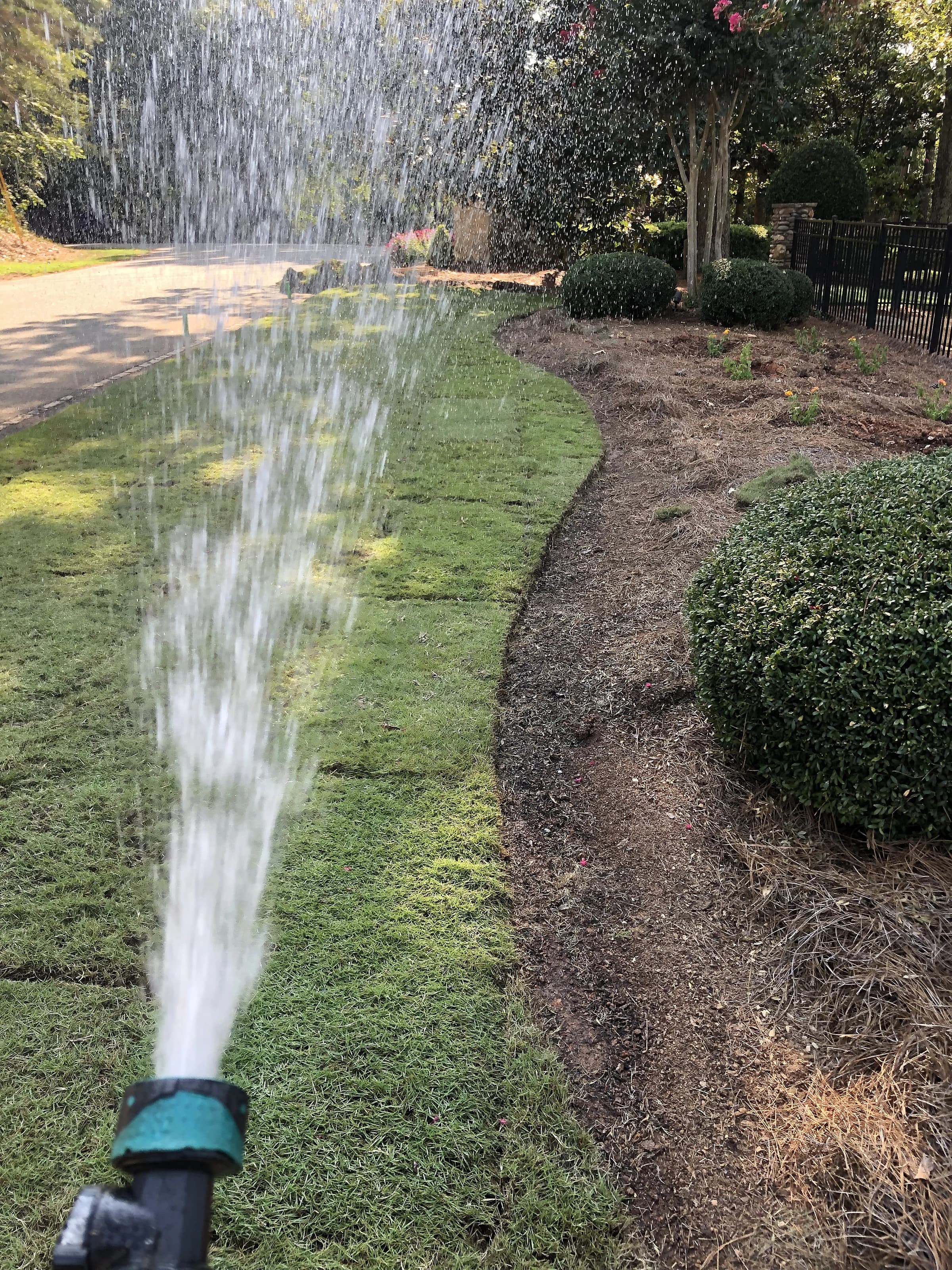 A hose-end nozzle watering in newly laid sod along a curved bed line