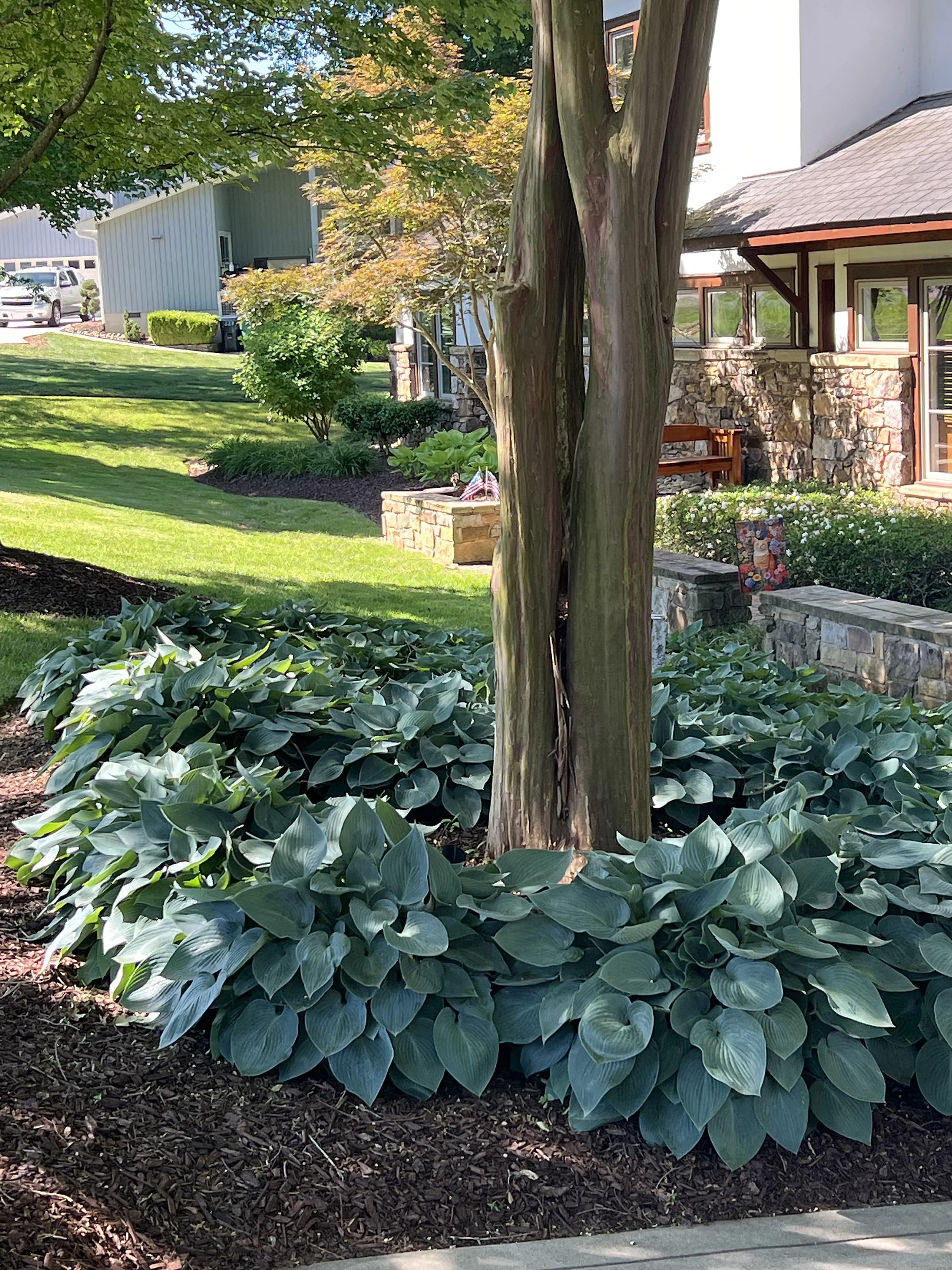 Layered hosta plantings ringing a crape myrtle in a clean mulch bed