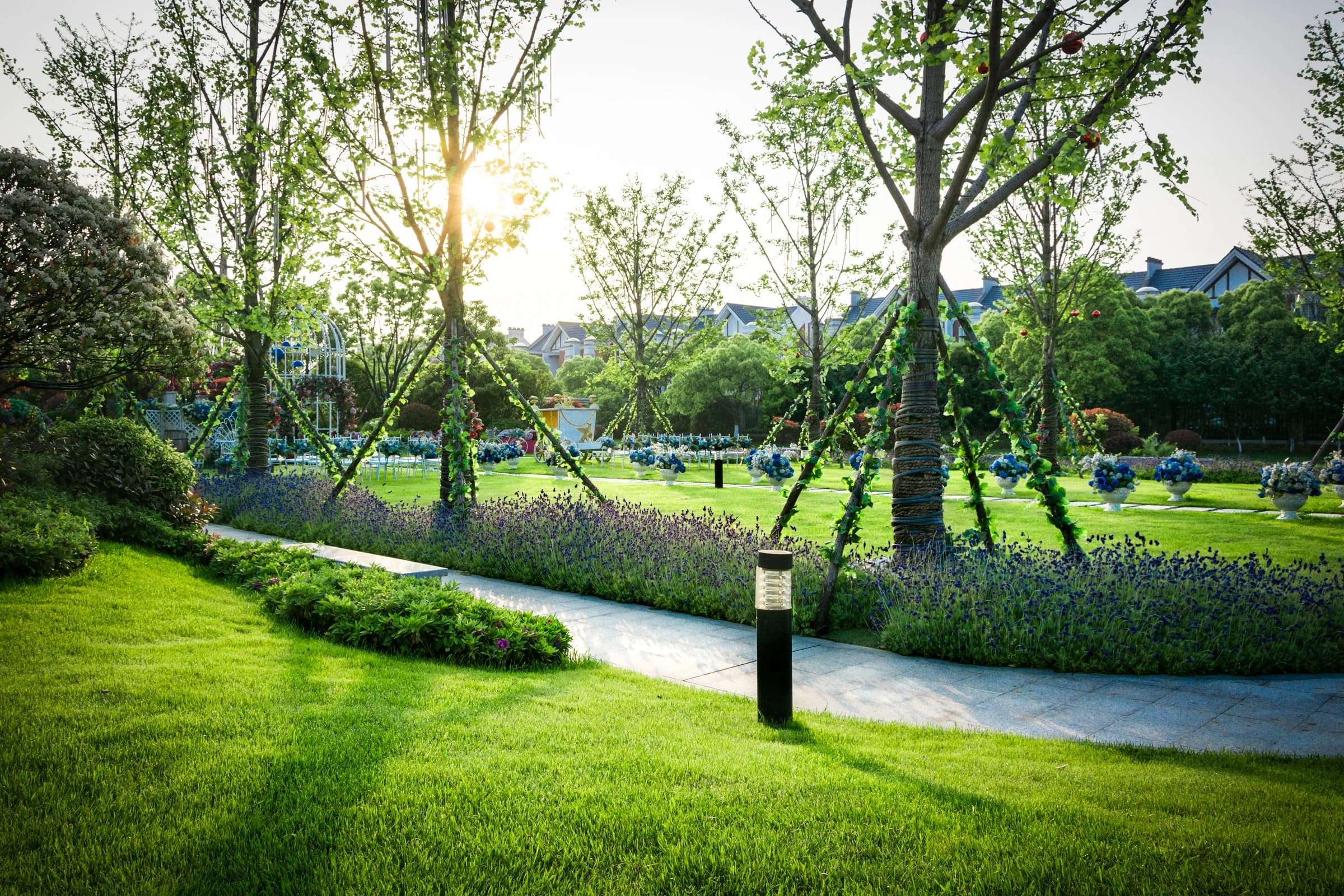 A sunlit lawn beside a lavender border and a paved walkway lined with young trees