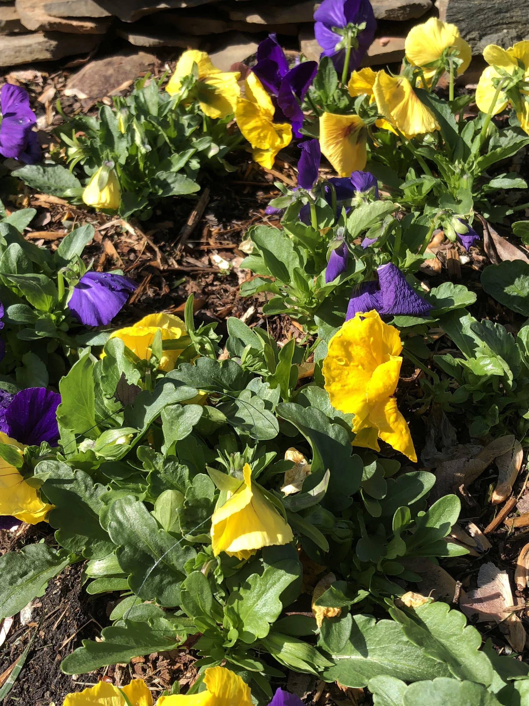 Yellow and purple pansies planted in a seasonal color bed