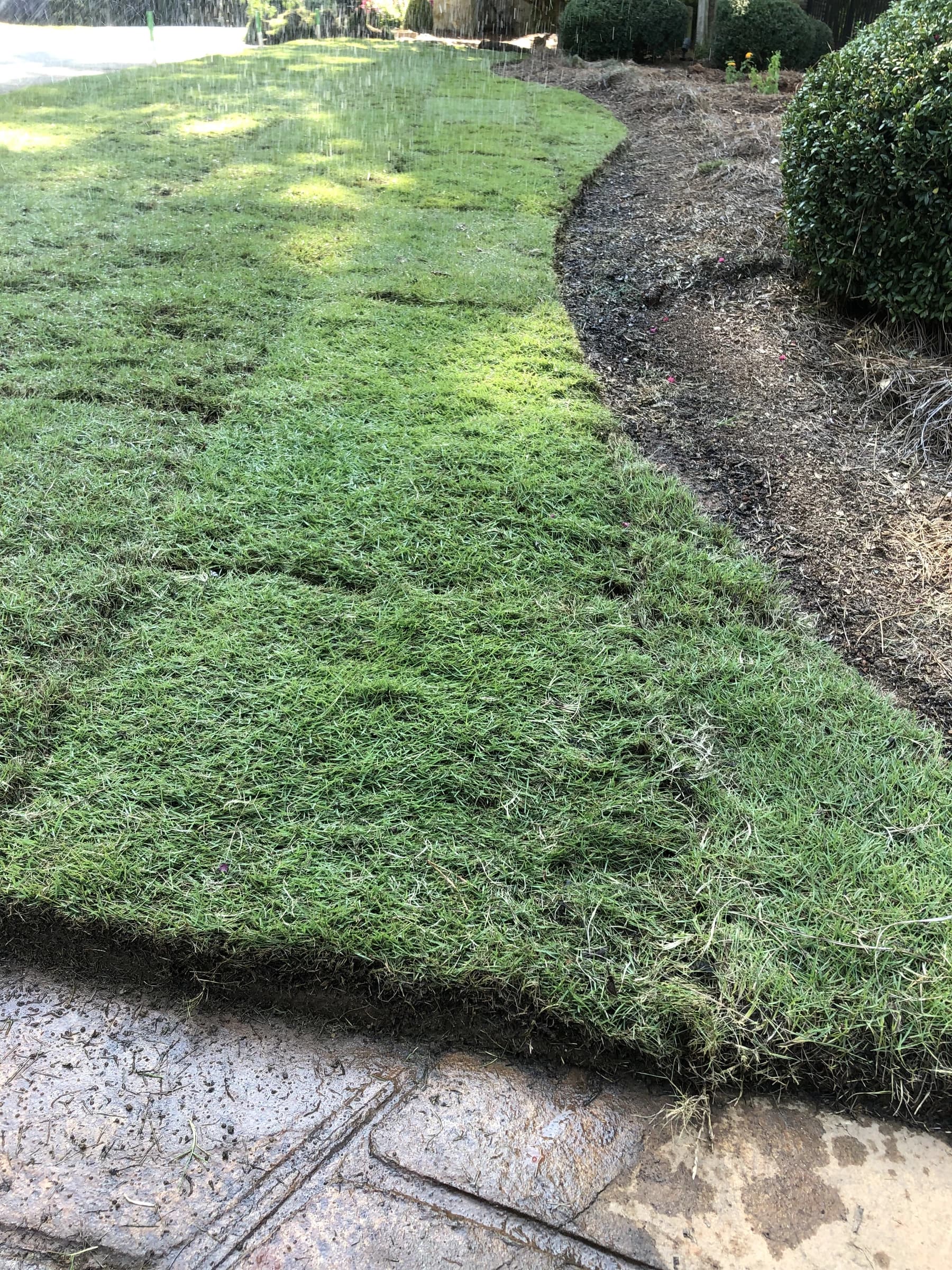 Newly laid sod knitting in between a stamped-concrete walk and a mulched bed
