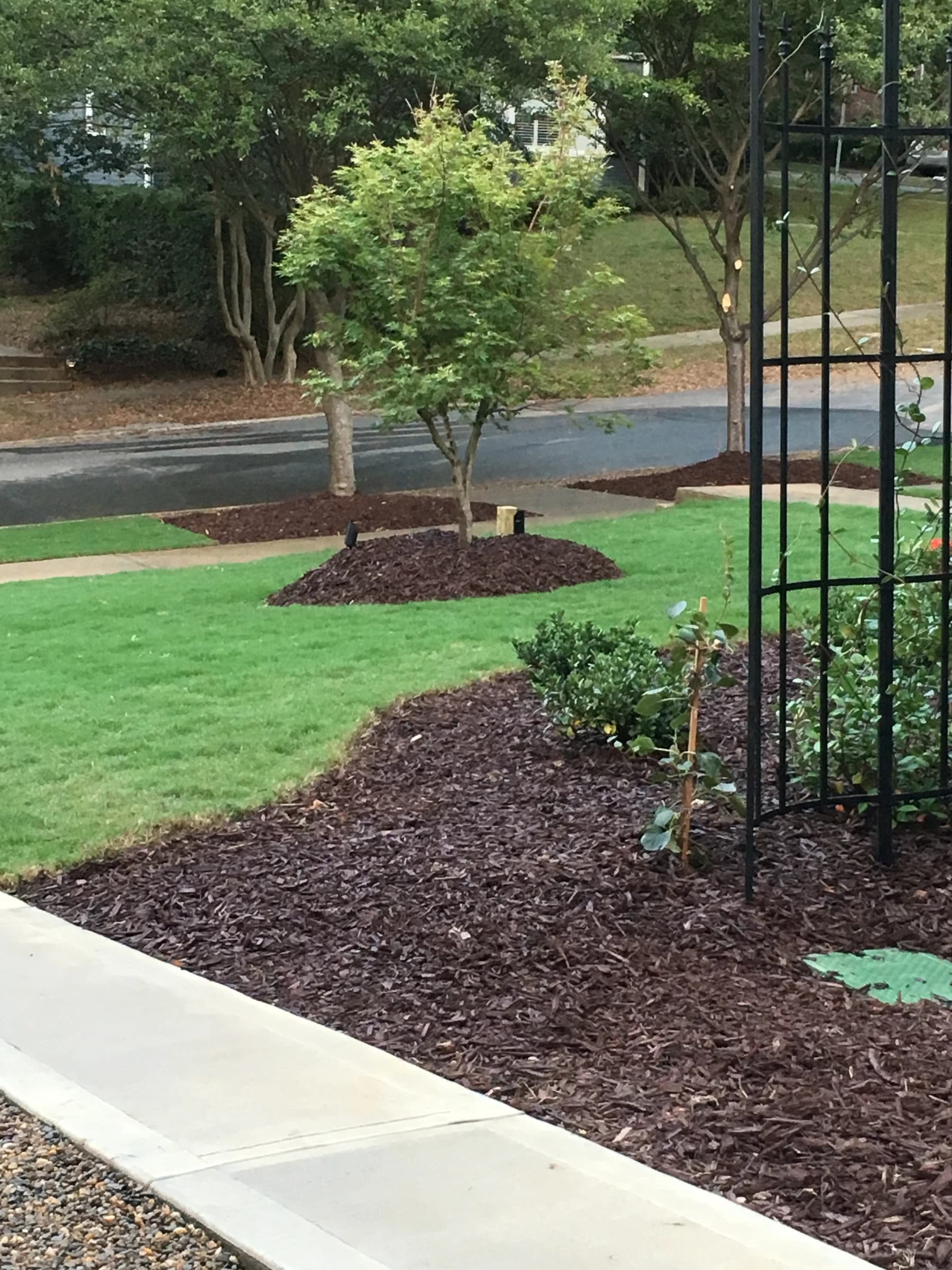 A concrete walk beside a mulched bed with a trellis and clipped boxwood