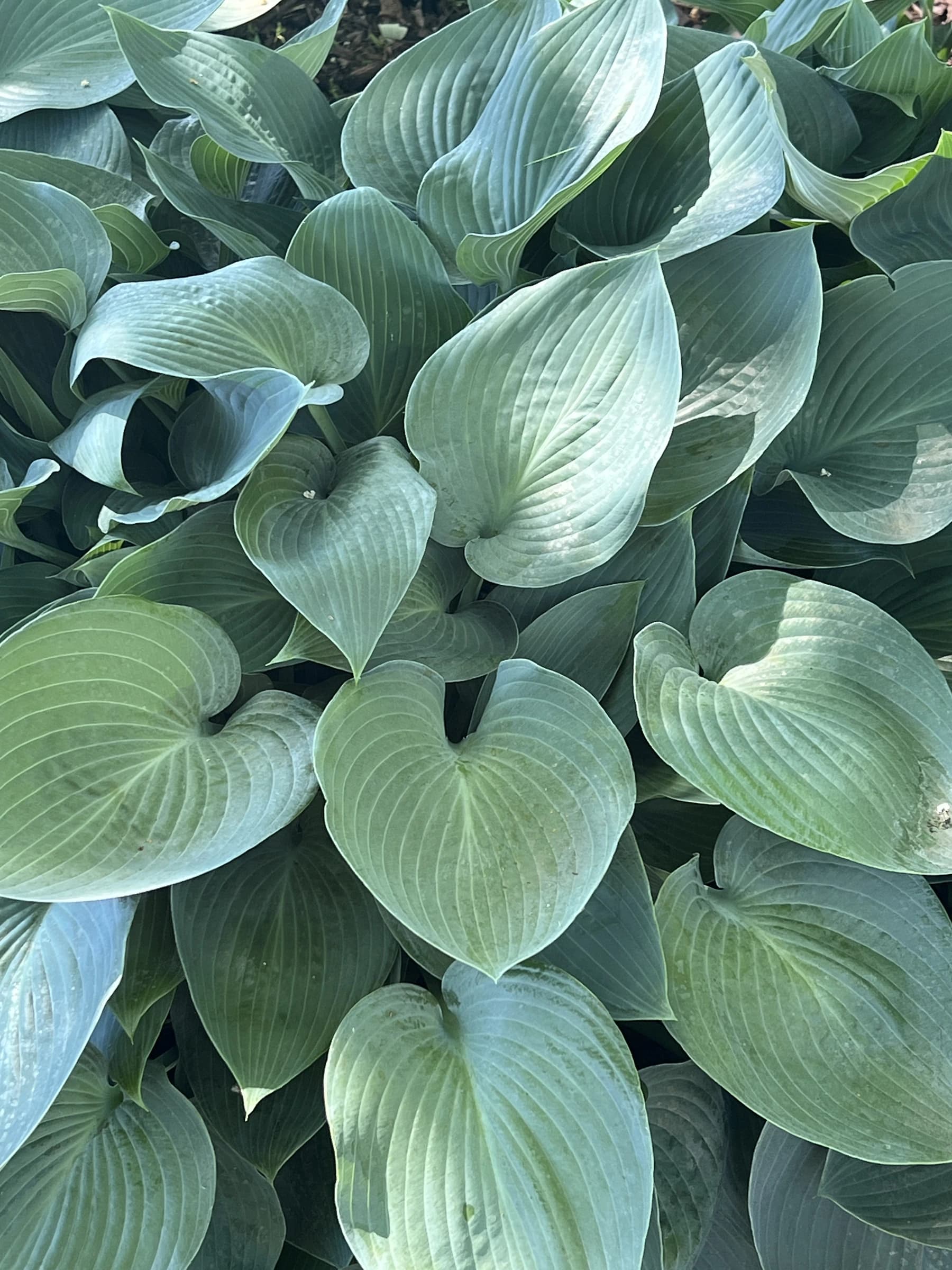 Blue-green hosta foliage filling a shaded planting bed