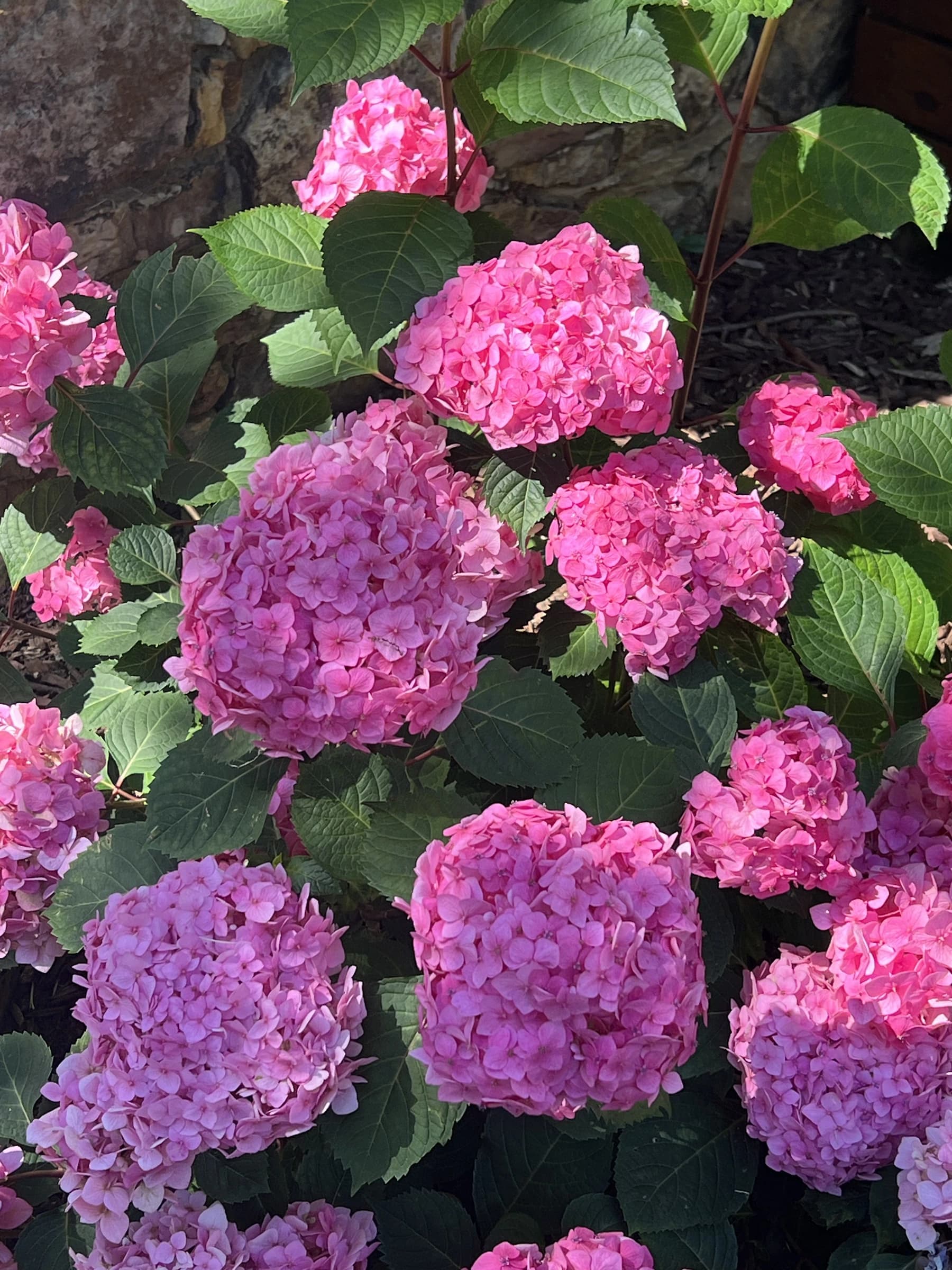 Pink and purple hydrangeas in full bloom in a maintained bed