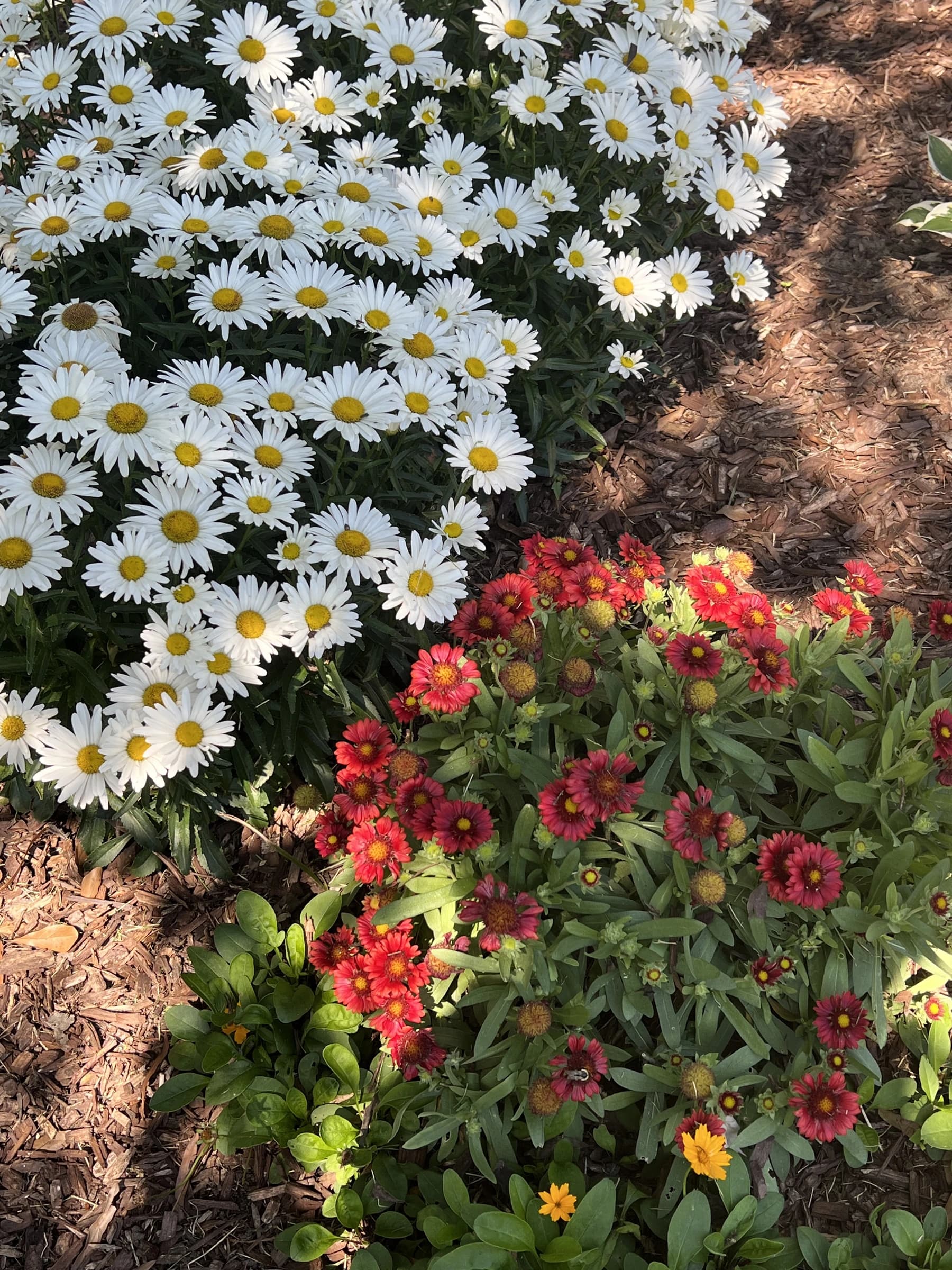 Shasta daisies and red perennials flowering in a seasonal color bed